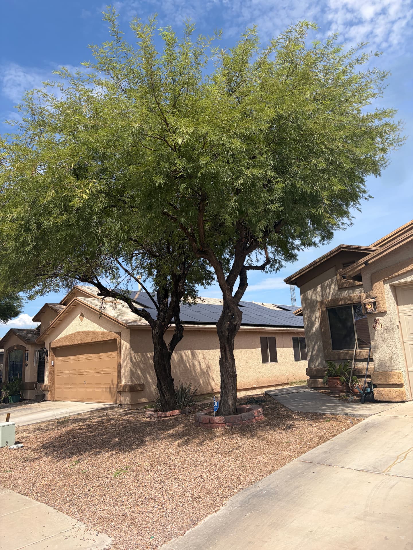 After — front yard mesquite tree in Tucson