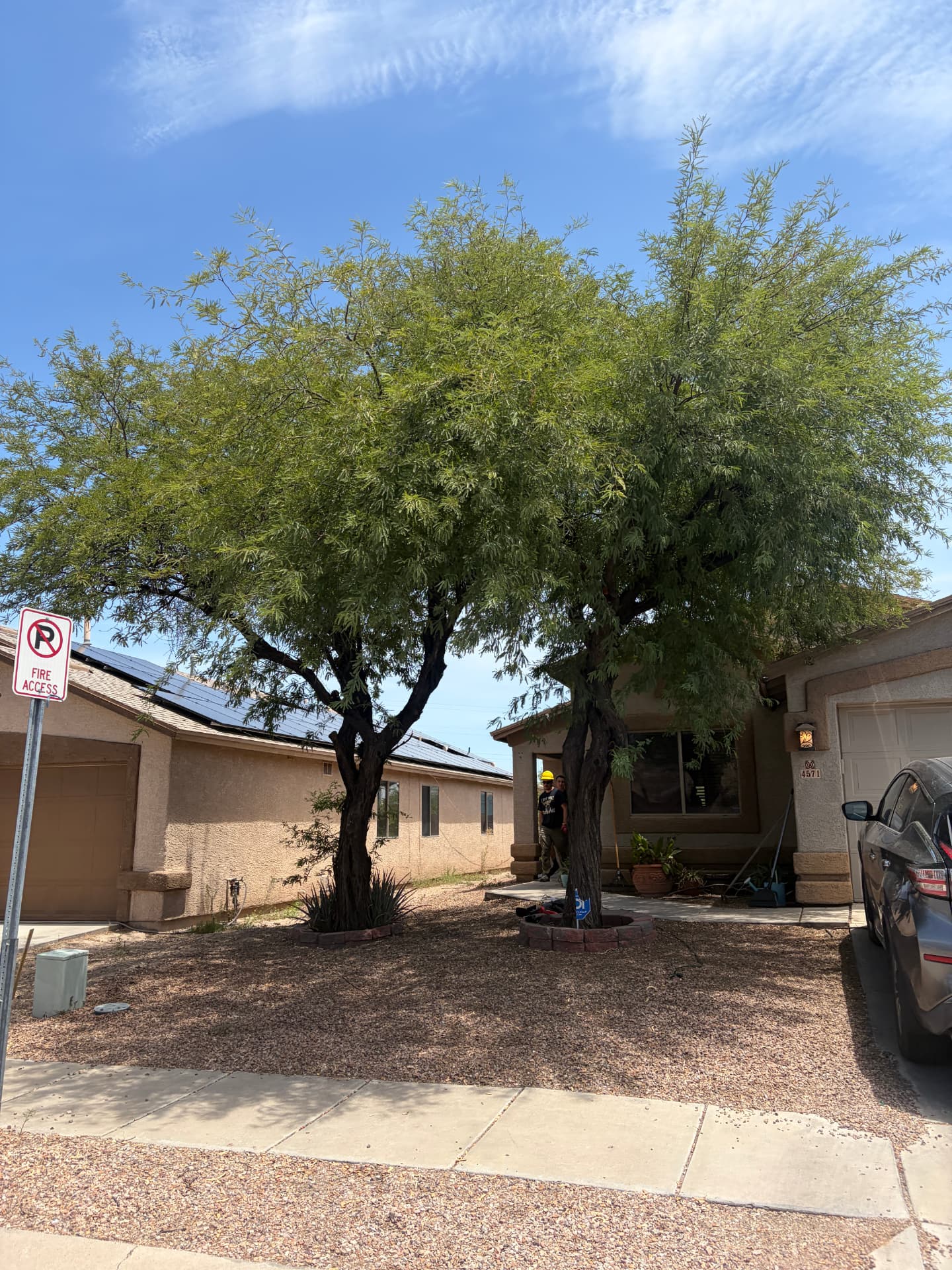 Before — front yard mesquite tree in Tucson