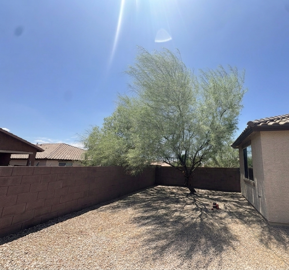 After — backyard palo verde tree in Tucson