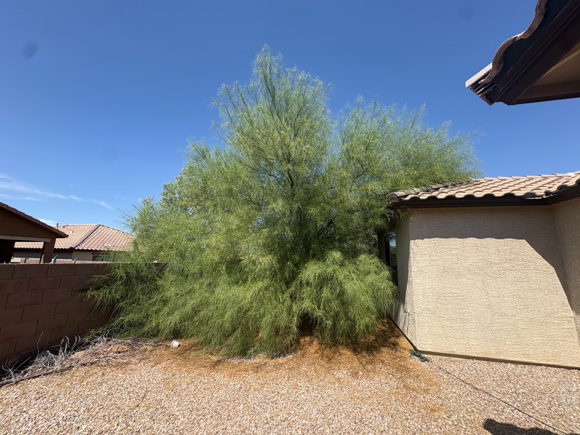Before — backyard palo verde tree in Tucson